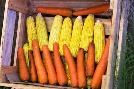 carrots and cornの写真素材