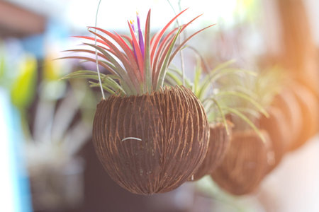 Tillandsia