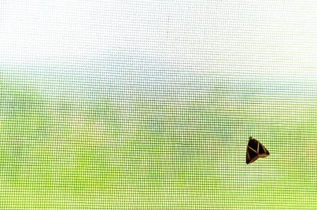 An insect