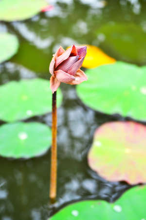 Withered lotus in a water bath の写真素材