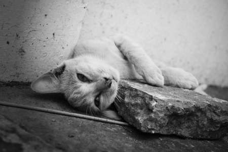 Stray cat lying on a pedestrian street.の写真素材