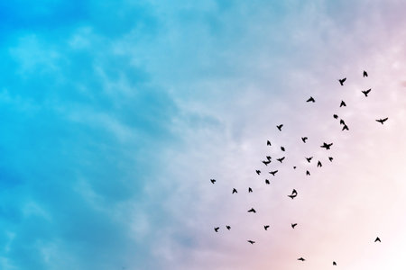 Birds flying in the blue sky .