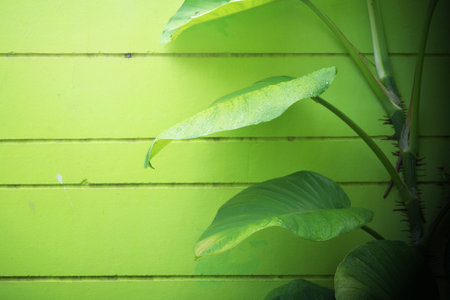 Ivy on the green wall 