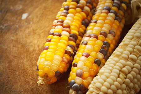 Corn was  preparing a seed.の写真素材