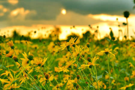 jerusalem artichokes sunflower in gardenの写真素材