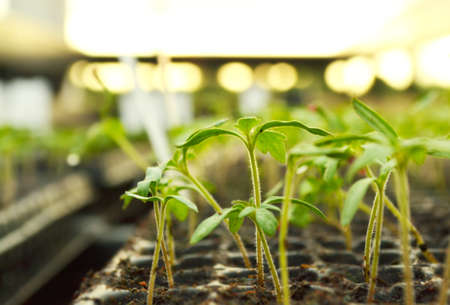 Propagation of plants in pots.の写真素材