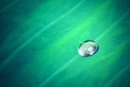 In nature Water drops on leaves for background の写真素材