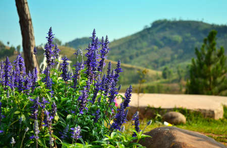 forget me not flower at the blue skyの写真素材