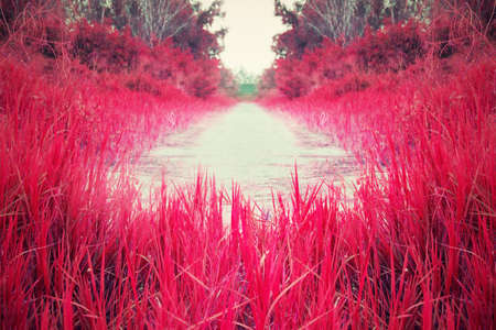 Red and pink meadow Streets filled with grass の写真素材