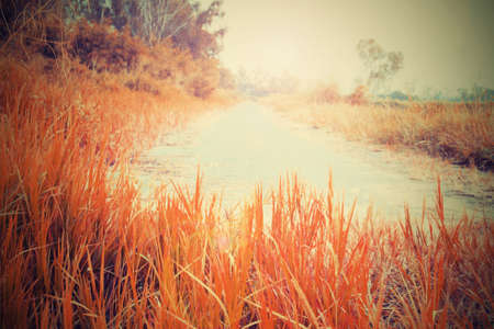 orange meadow Streets filled with grass の写真素材