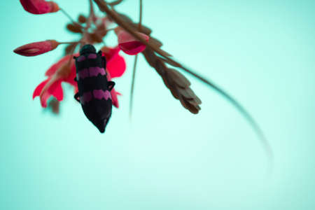 Pink insect on pink flower with Blue background の写真素材