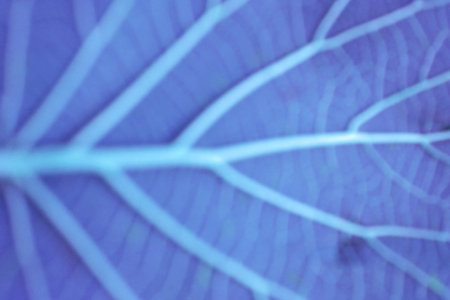 Blue leaves for a soothing Nature background.