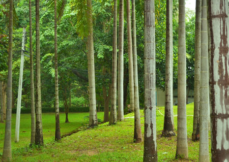 Garden Betel palm in summer