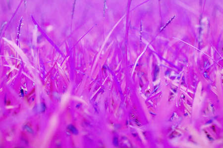 pink grass in winter freeze for backgroundの写真素材