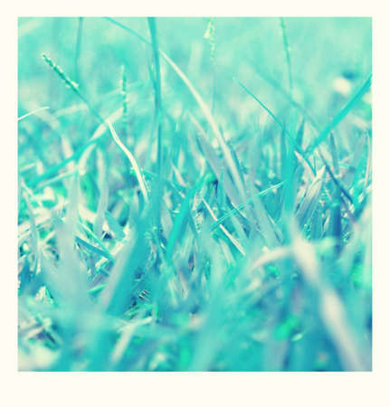 Blue grass in winter freeze for backgroundの写真素材
