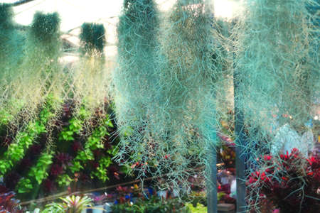 Spanish moss is hanging on the wall の写真素材