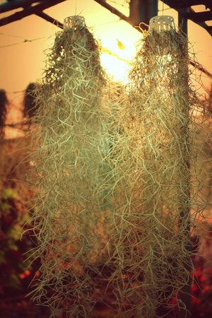 Spanish moss is hanging on sunsetの写真素材