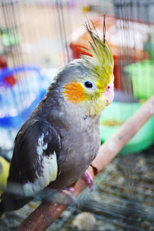Parrot with a Cheeks and crest yellowの写真素材