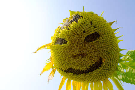smiling of Sunflower blooming in the blue skyの写真素材