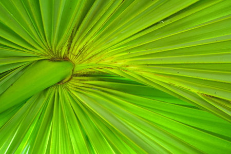 green leaf of sugar palm in nature