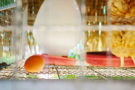 Eggs of hens in cages at farmの写真素材