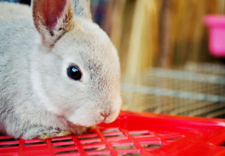 Gray bunny with big eyes on the basket.の写真素材