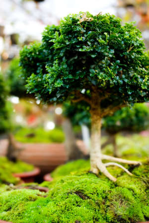 Bonsai trees in pots with Moss in natureの写真素材
