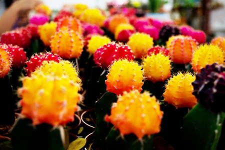 Cactus in pot and Several species of cactus in potsの写真素材