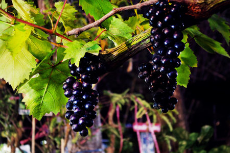 Black grapes hanging on the branch.