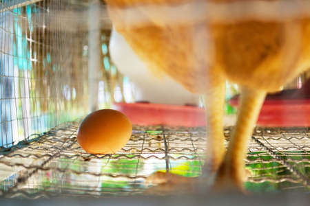 Eggs of hens in cages at farmの写真素材