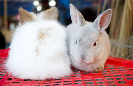 Gray bunny with big eyes on the basket.の写真素材