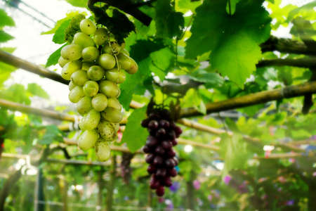 Green grapes hanging on the rail in the gardenの写真素材