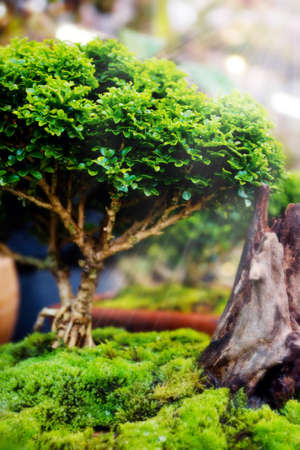 Bonsai trees in pots with Moss in natureの写真素材