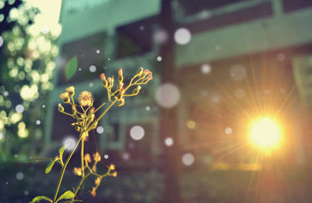 flowers of grass with sunset lightの写真素材