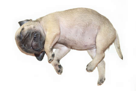 Pug puppies sleeping on white backgroundの写真素材
