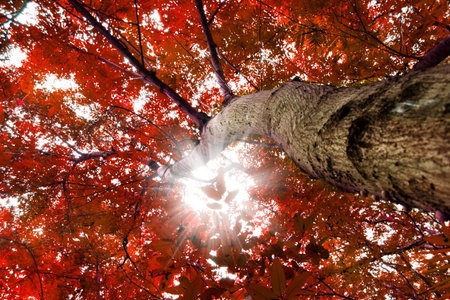 Trees with red leaves in summer season