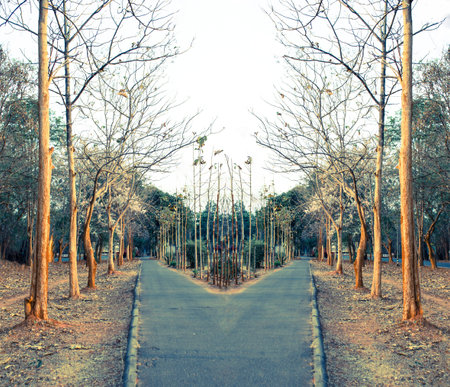 Trees and junction road in park on summer season.