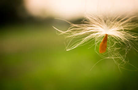 Pollen of flowering dandelions in sunset.の写真素材