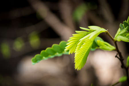 Top of tamarind leaves in nature.の写真素材