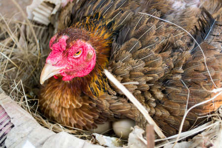 brown hens are hatching in the farm.の写真素材