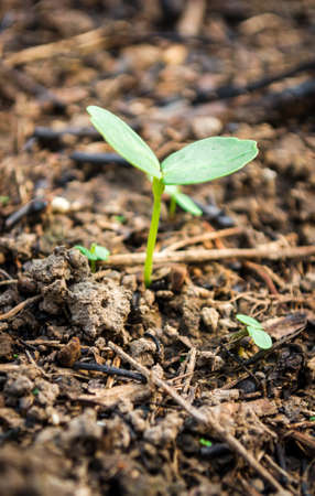 Plant seedlings on ground in the garden.の写真素材