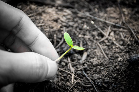 Plant seedlings with the hands in nature.の写真素材
