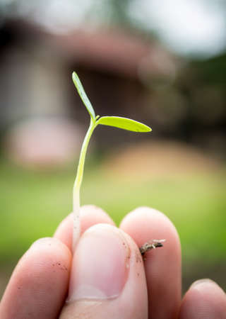 Plant seedlings with the hands in nature.の写真素材