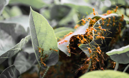 Orange ants on the leaf in nature.の写真素材
