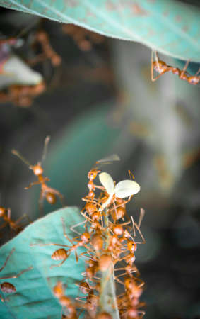 Orange ants on the leaf in nature.の写真素材