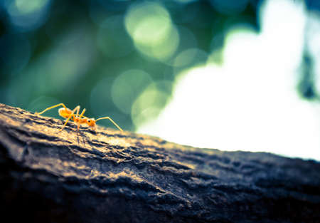 Orange ants on the leaf in nature.の写真素材