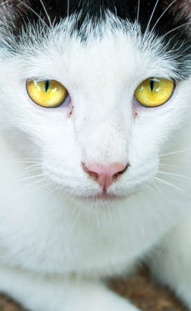 White cat with black stripes on the body.の写真素材