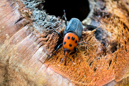 Red palm weevil orange on coconut.の写真素材