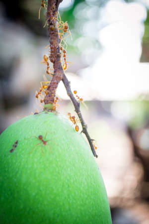 Orange ants and Mango in nature.の写真素材