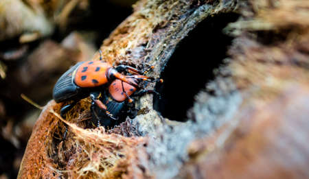Red palm weevil orange is breeding on coconut.の写真素材